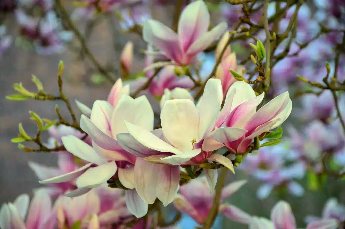 Le Magnolia pour avoir de l'ombre dans son jardin